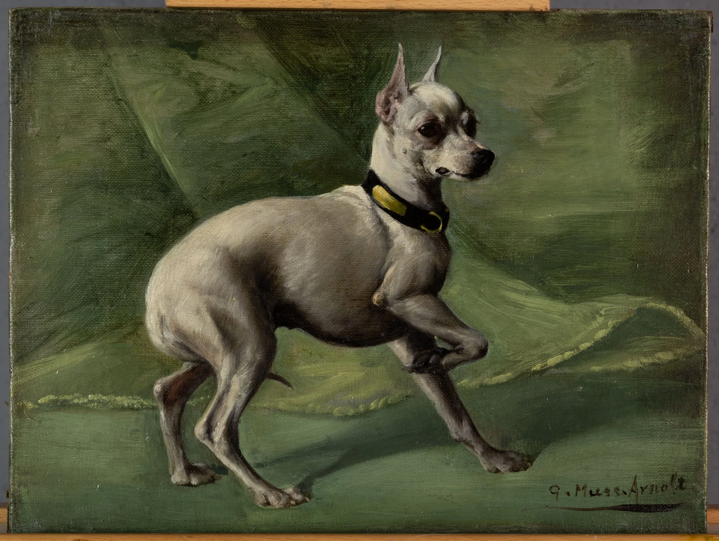 Fig. 6m White English Terrier
