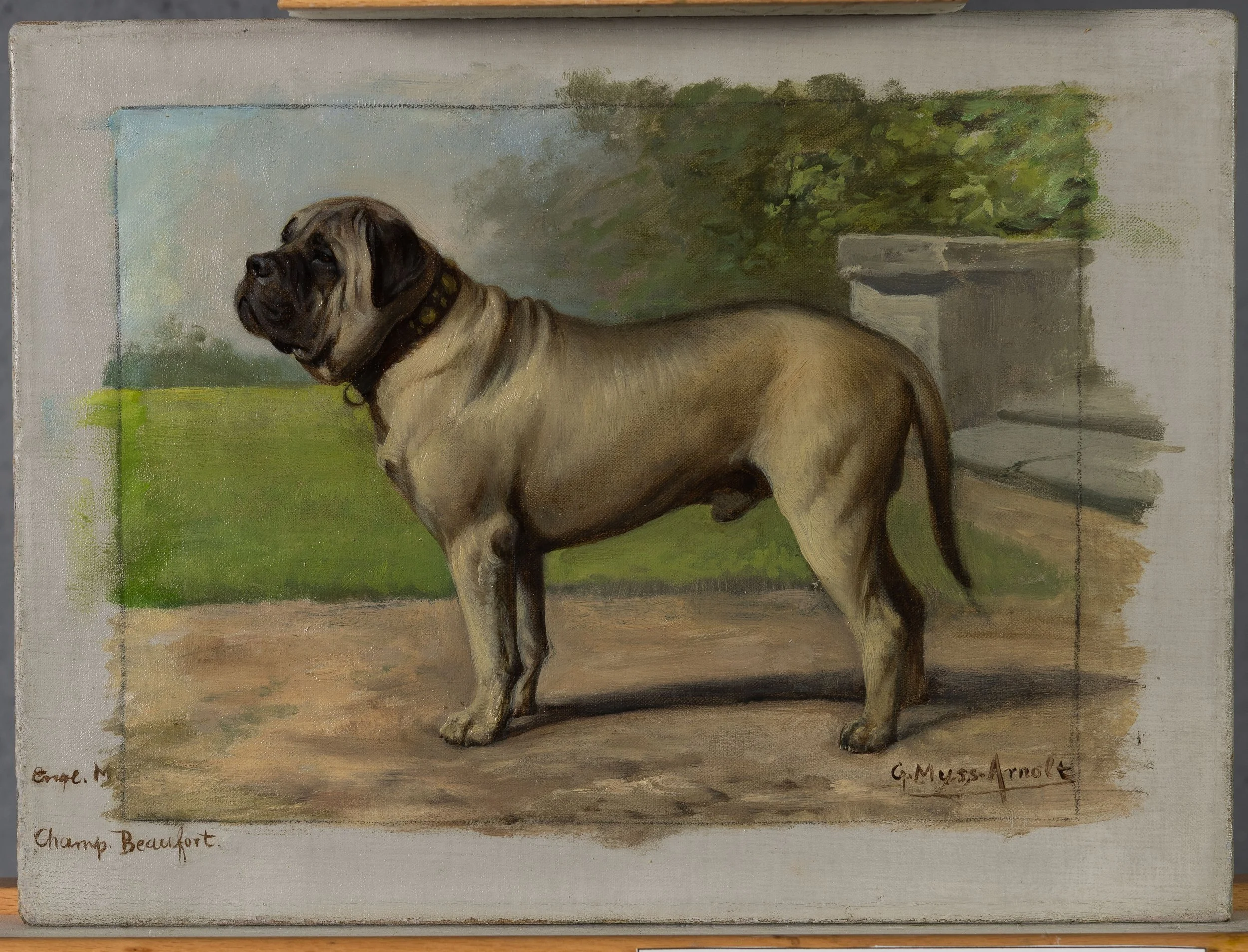 Fig. 6q Champion Beaufort