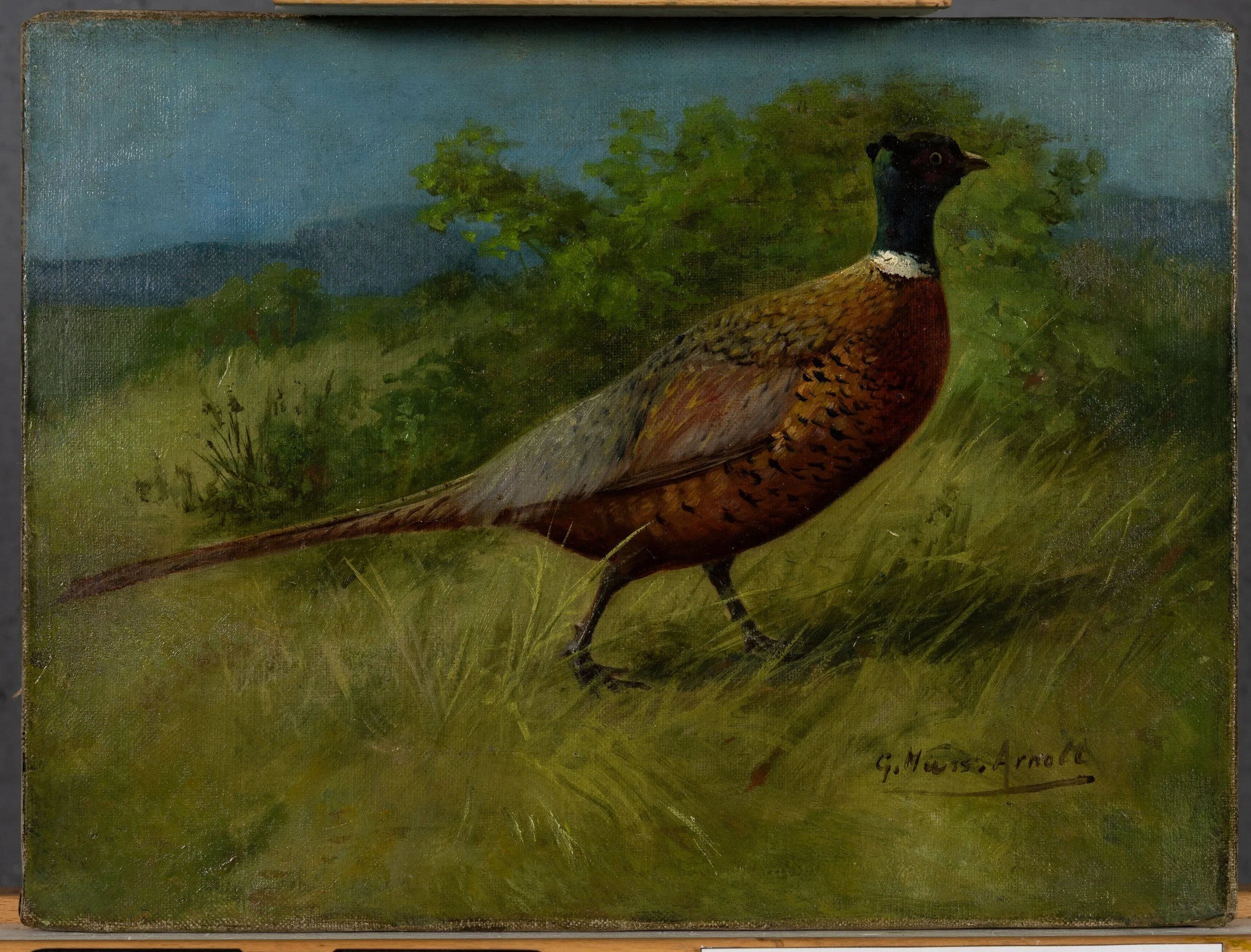 Fig. 6x Mongolian Pheasant