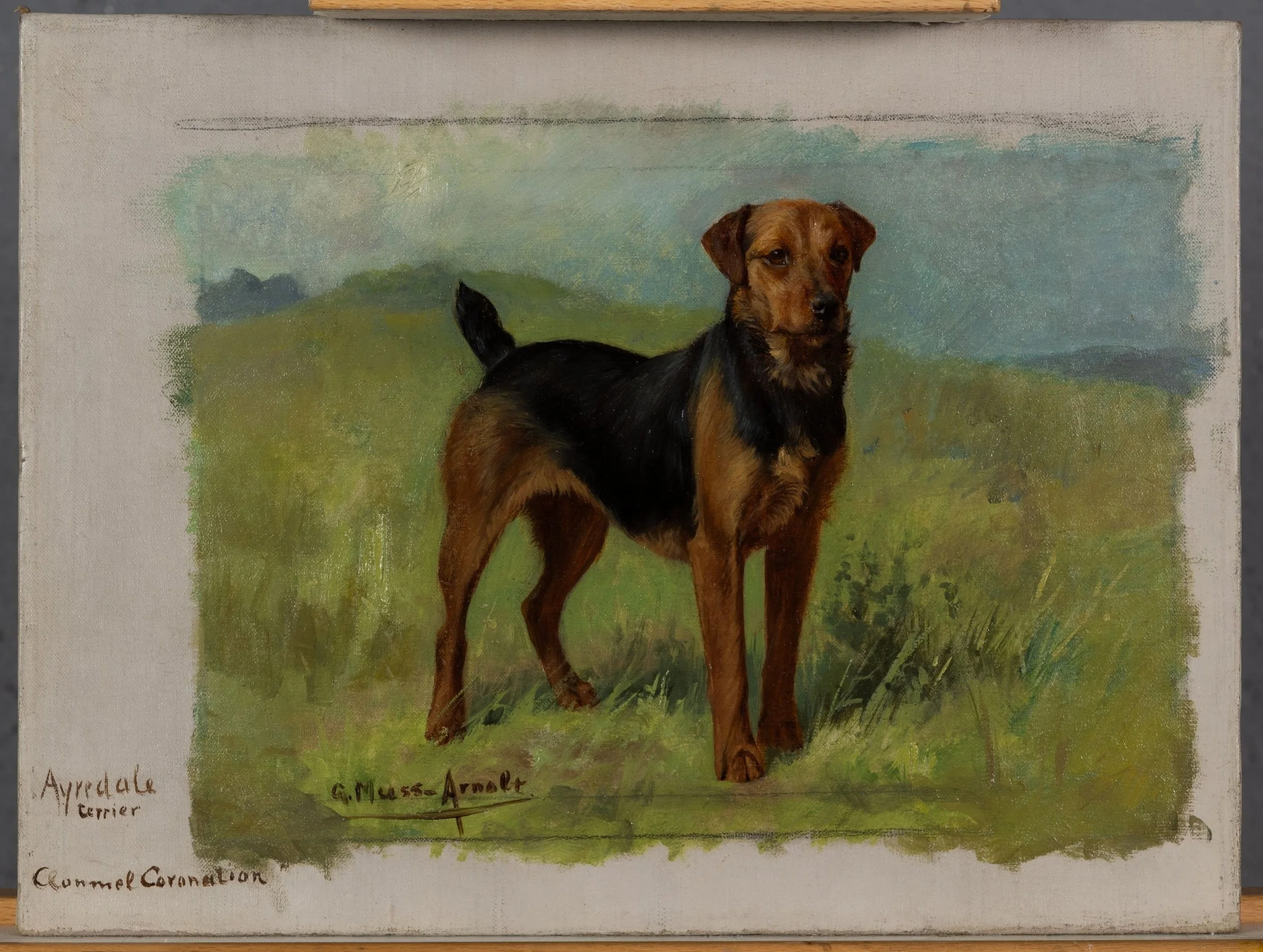 Fig. 6y Champion Clonmel Coronation