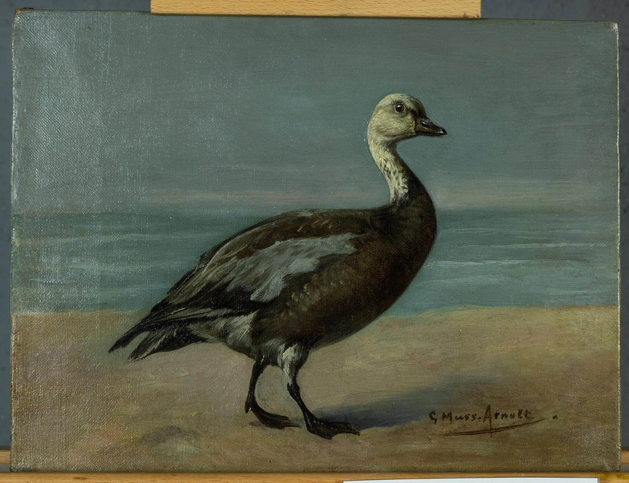 Fig. 6z Blue Goose