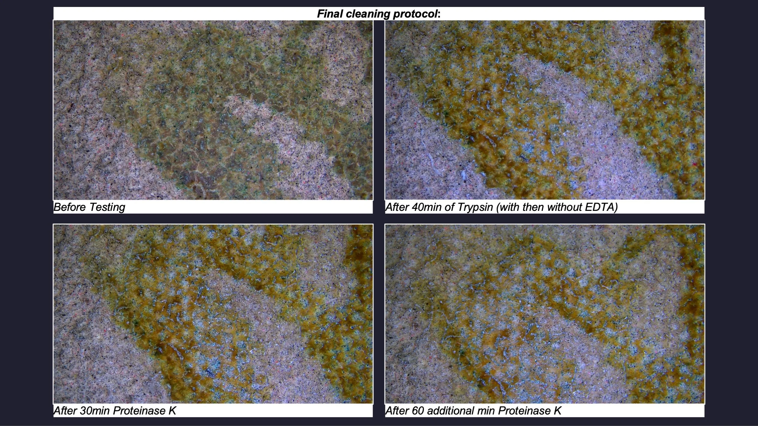 photomicrographs showing cleaning steps using trypsin then proteinase k to remove aged and corroded egg residues