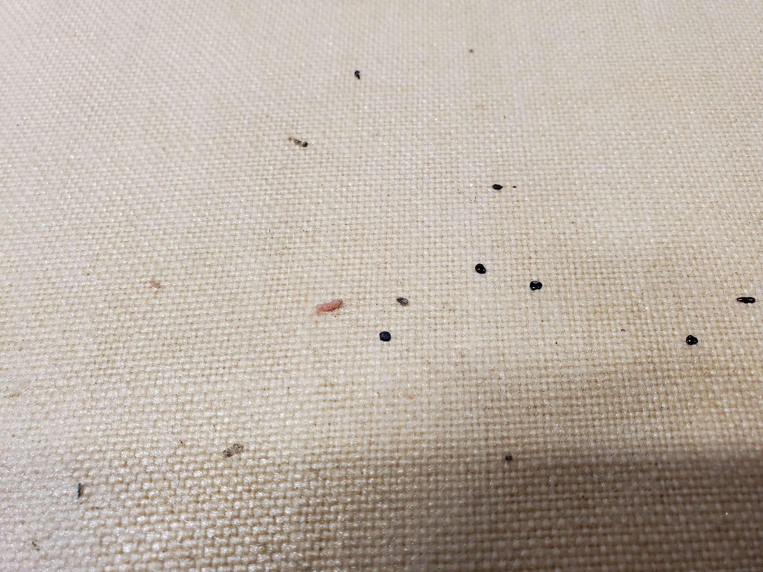 Detail photo of a painting's canvas, white in color, covered in tiny, round, black dots, indicative of pests and most likely insect waste