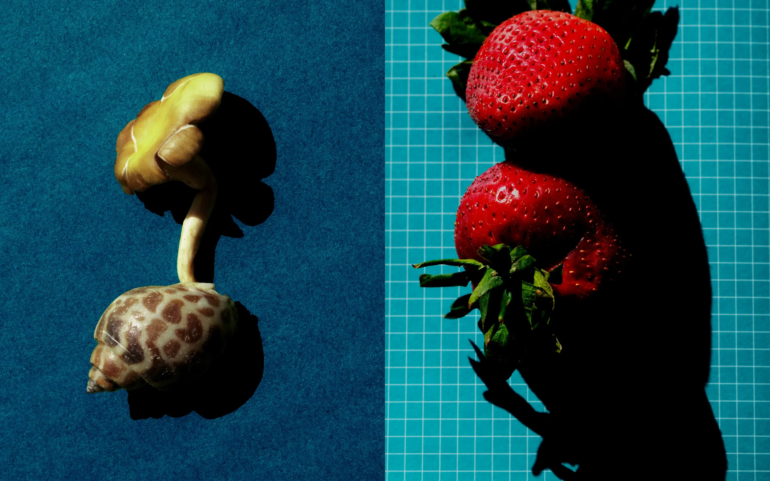 Still Life - Personal Photography