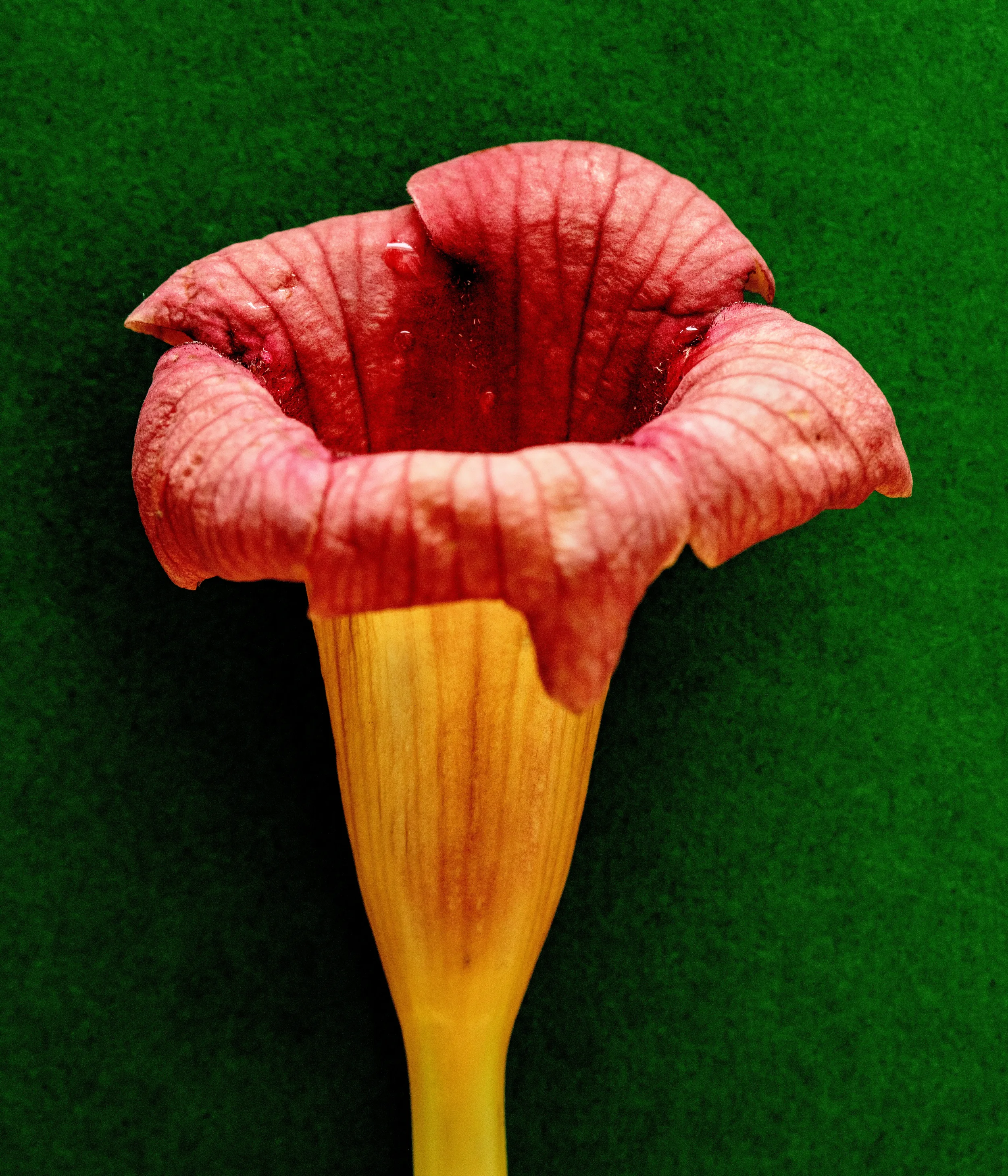 Flora_2E0A2279.webp