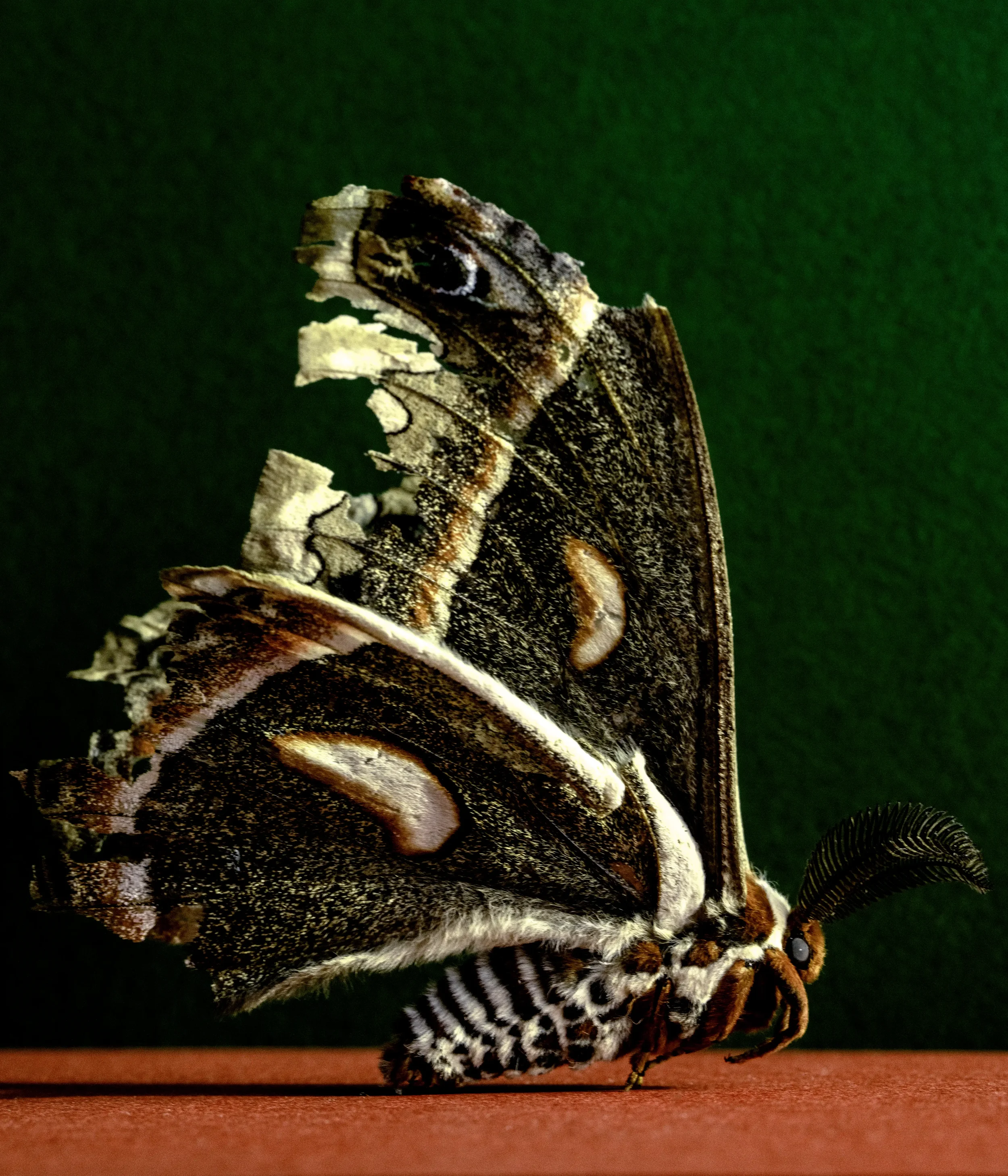 Moth_2E0A2534.webp