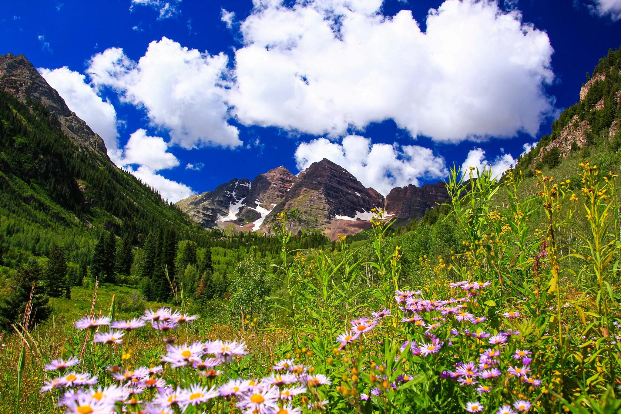 Wildflowers at Maroon Bells