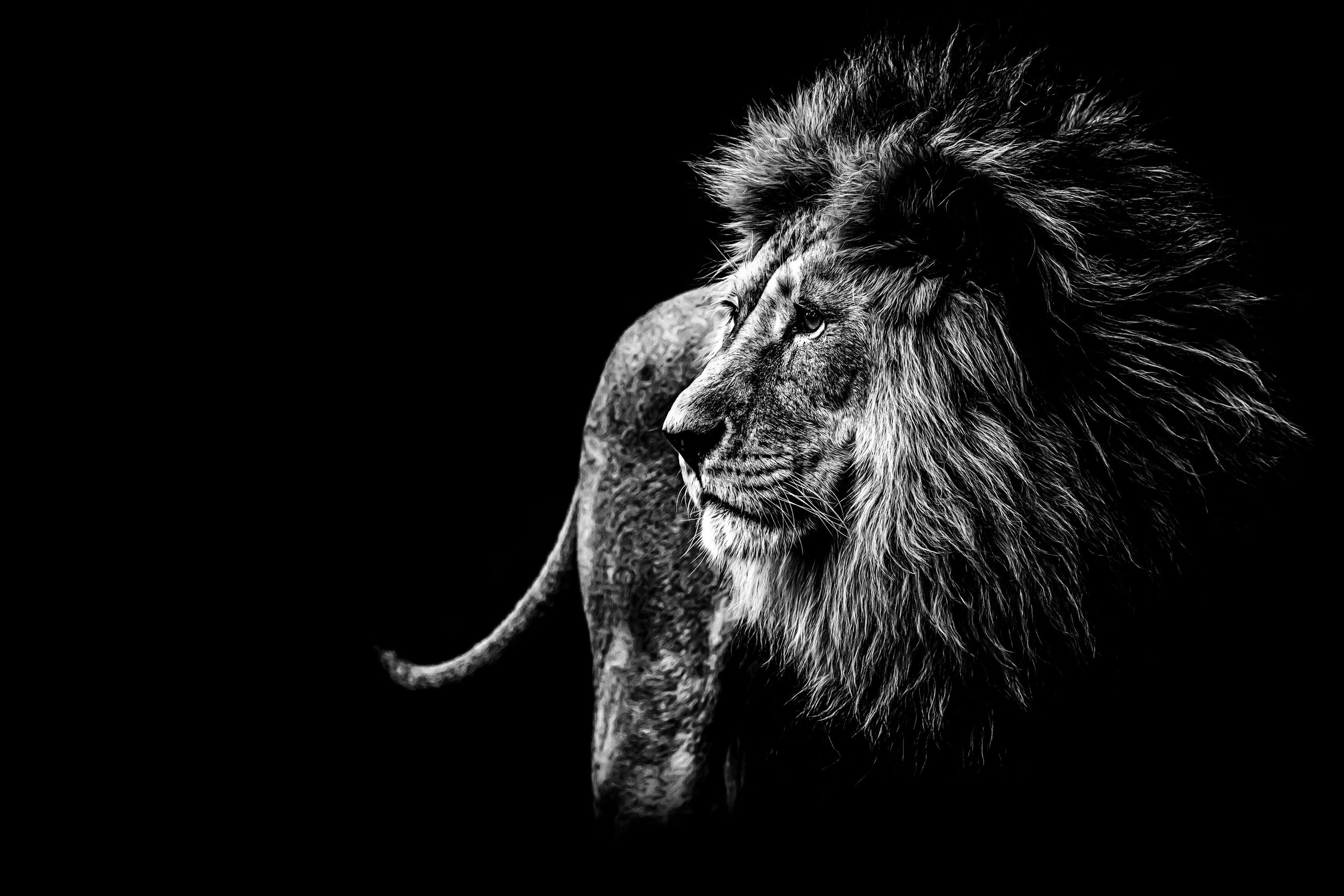 Giller_Lion-3.jpg
