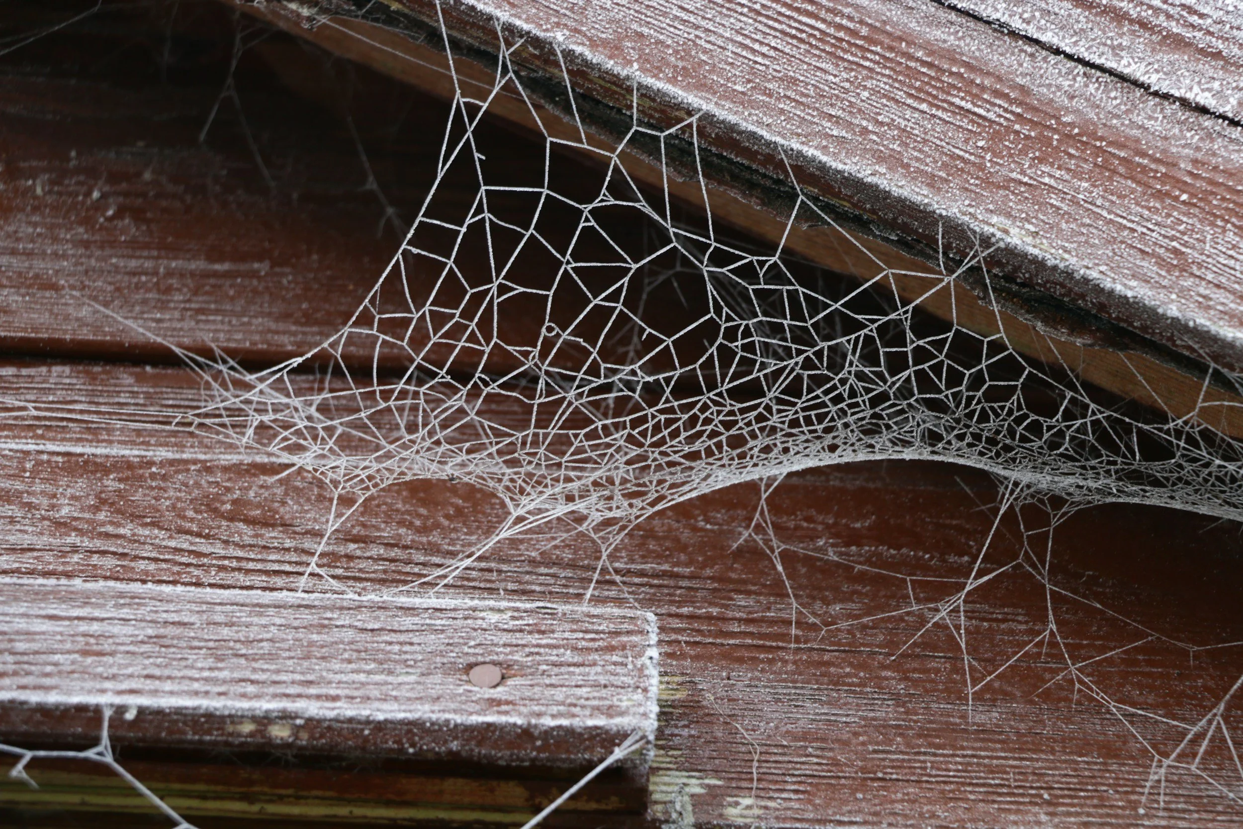 Why Bugs and Spider Webs Return So Quickly in the Summer