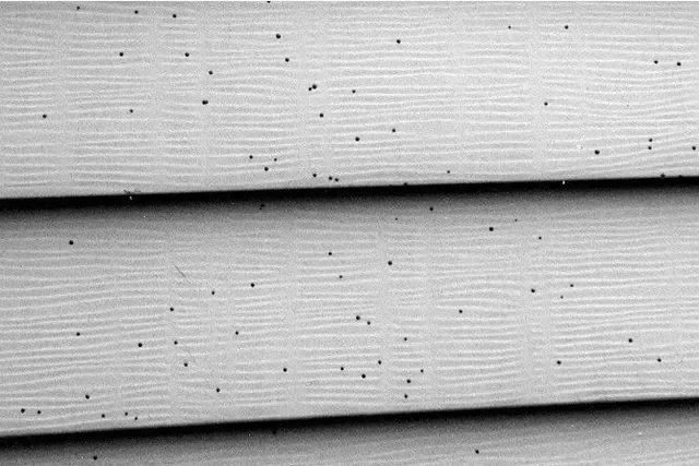 What Homeowners Should Know About Artillery Fungus