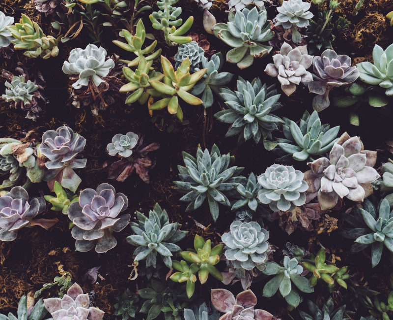 How Do I Find the Right Therapist for Me? A Guide to Choosing Your Counselor in Denver