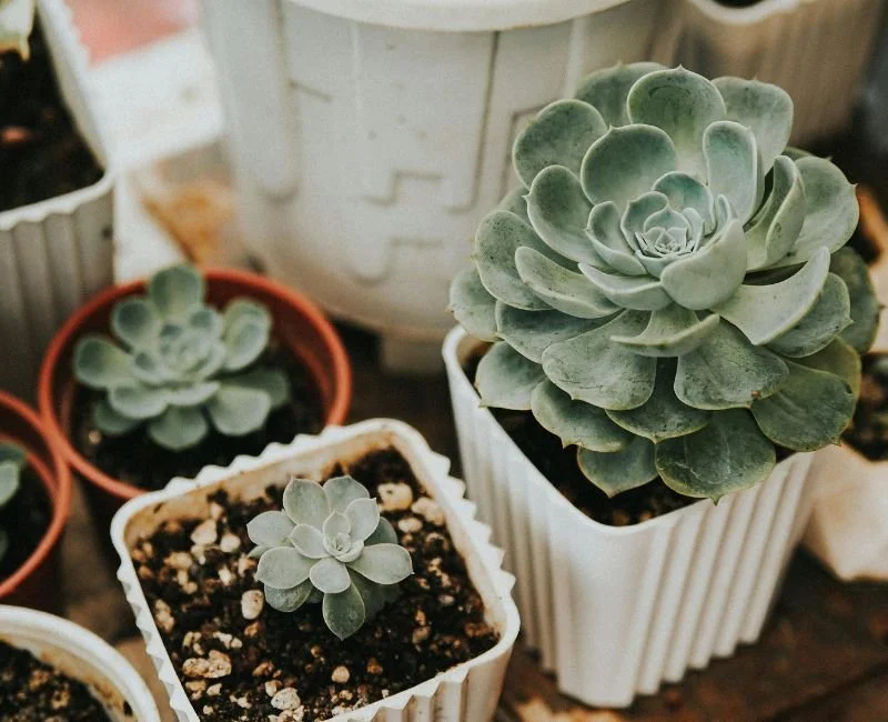 Clinical Supervision for Therapists in Denver: Finding Your Way Through Licensure and Beyond