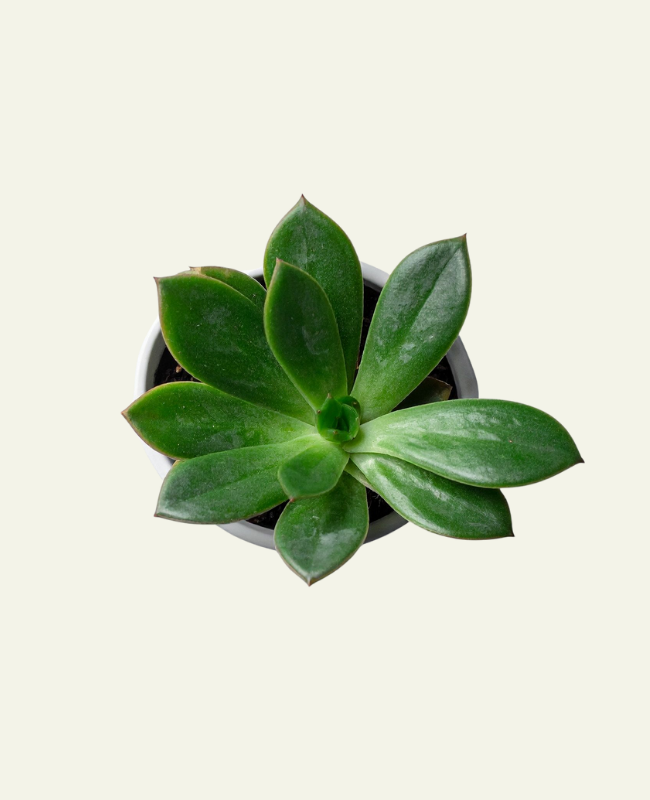 people pleasing treatment, therapy session Denver, somatic therapy office, people pleasing therapist, relational therapy Denver, collaborative psychotherapy, LGBTQ therapy in Denver for women