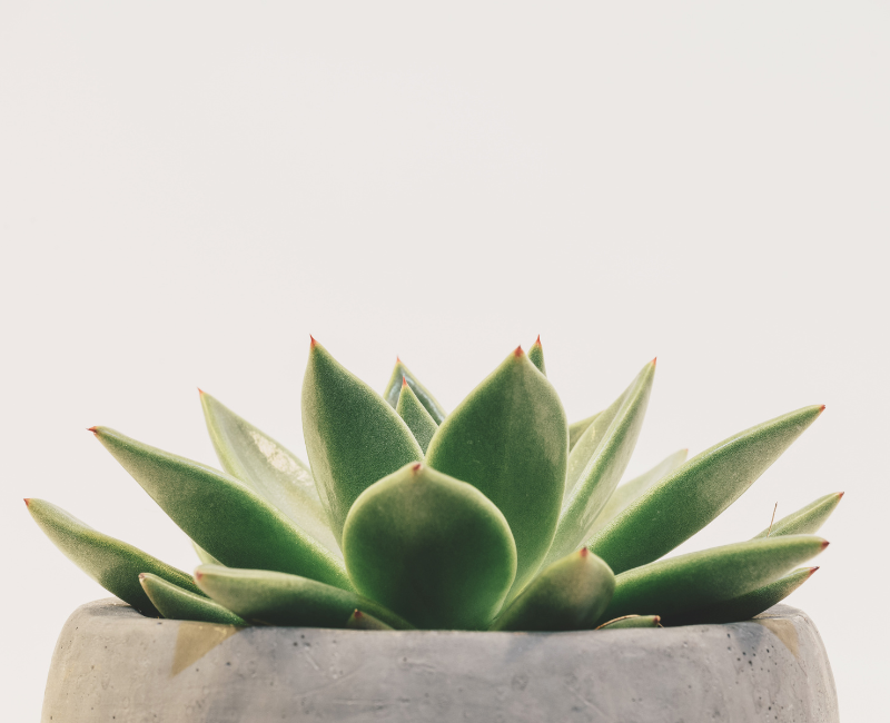 Colorado, EMDR therapy Denver, IFS therapy Colorado, people pleasing treatment, therapy session Denver, somatic therapy office, people pleasing therapist, relational therapy Denver, Family of Origin Therapy Denver