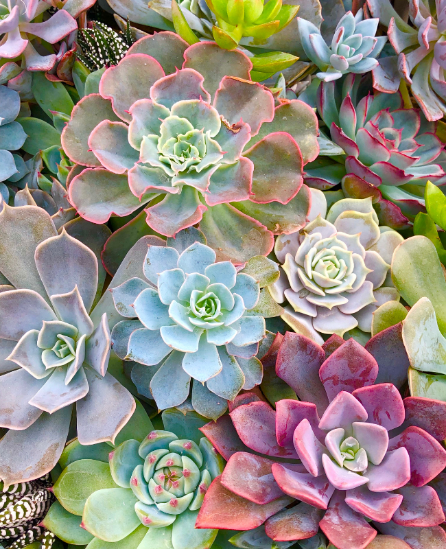 relational wounds healing, pattern breaking therapy, collaborative therapist Denver, licensed clinical social worker Colorado, EMDR specialist Denver, somatic therapist, people pleaser help Denver, somatic therapy Denver, body-centered healing Colora