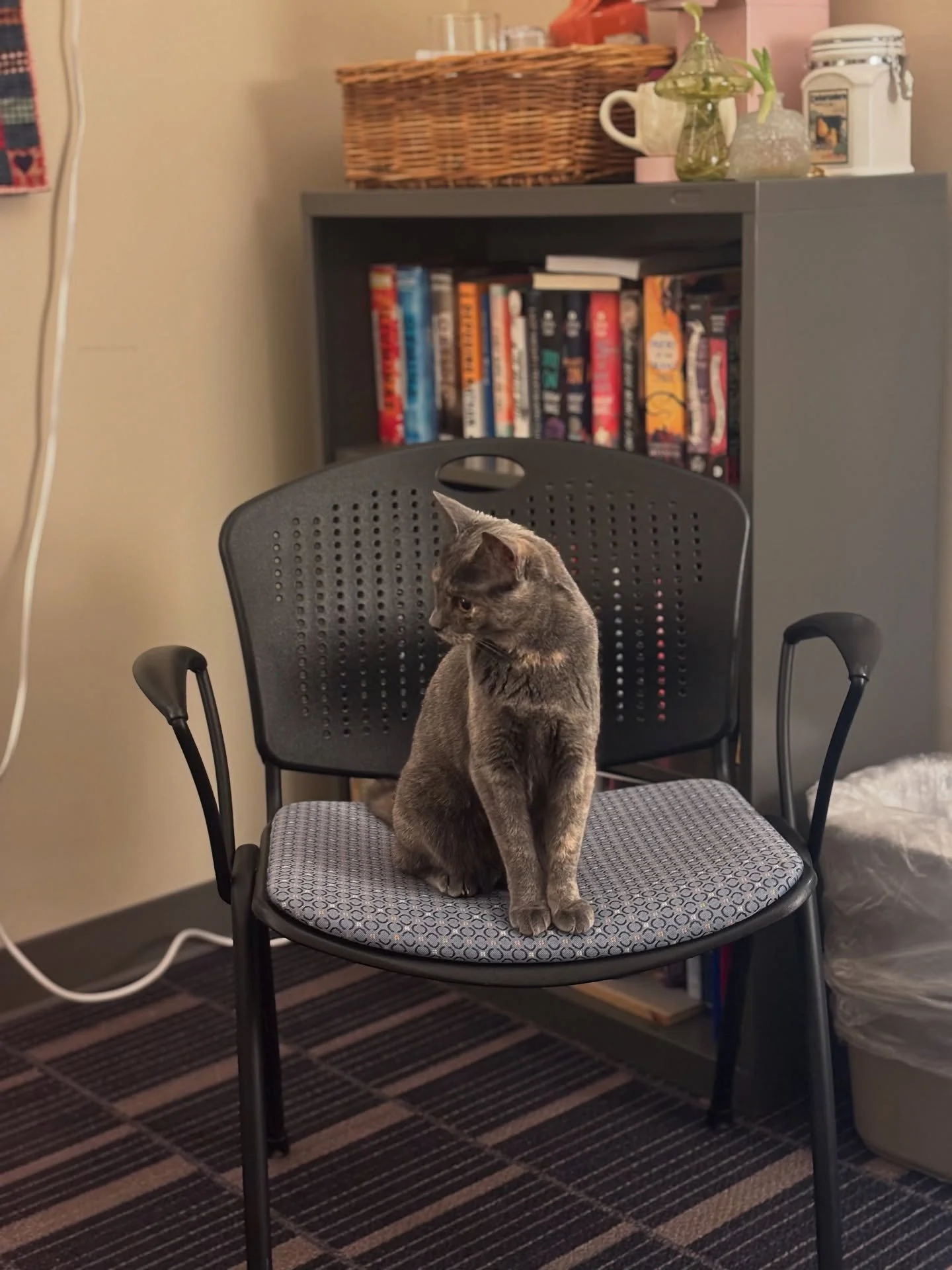 Happy National Cat Day! 

We had one of our especially purrrrfect editors join us in the office today to work on cover options for our forthcoming mini book. 

She&rsquo;s excellent at keeping us all on-task. She definitely doesn&rsquo;t get distract
