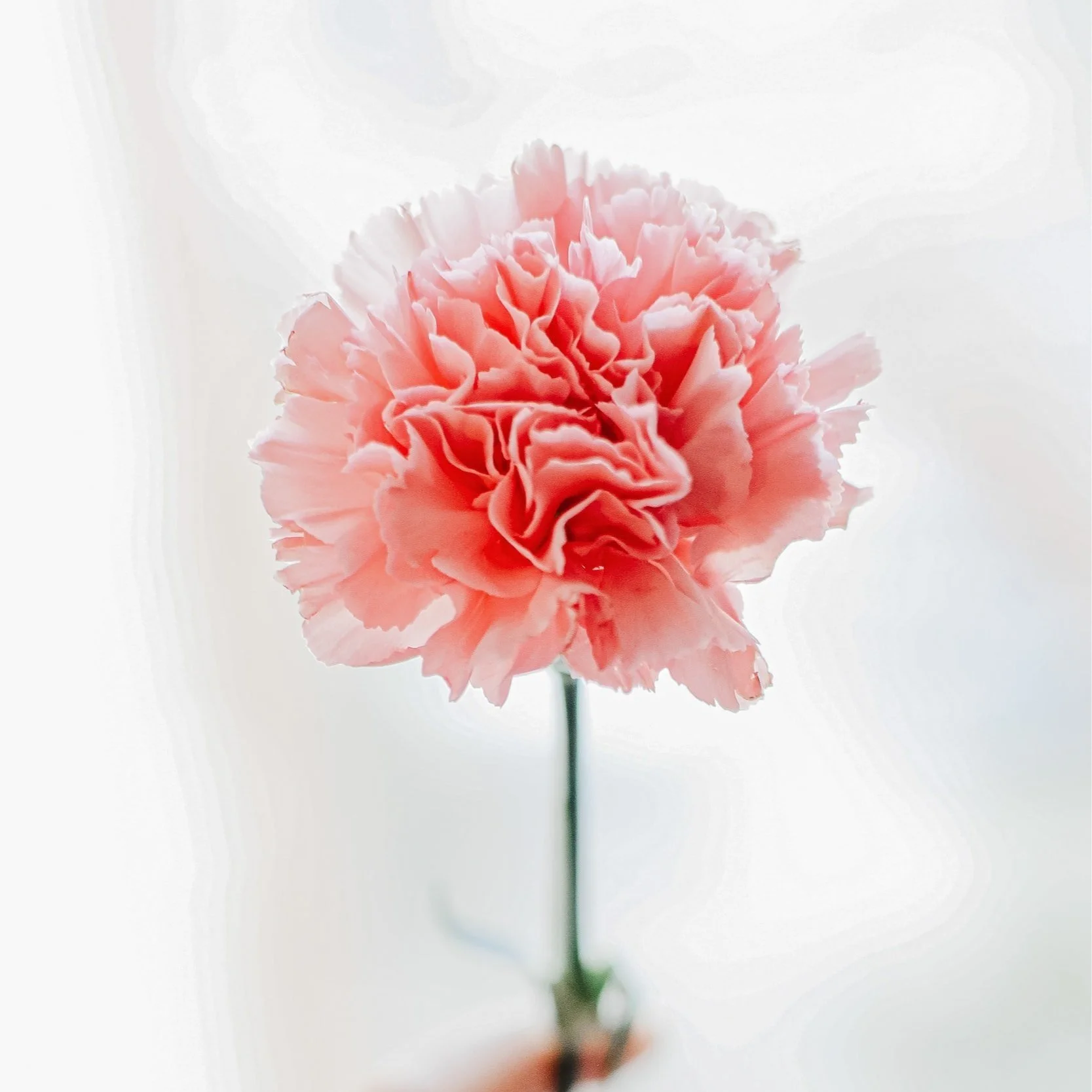 Carnation