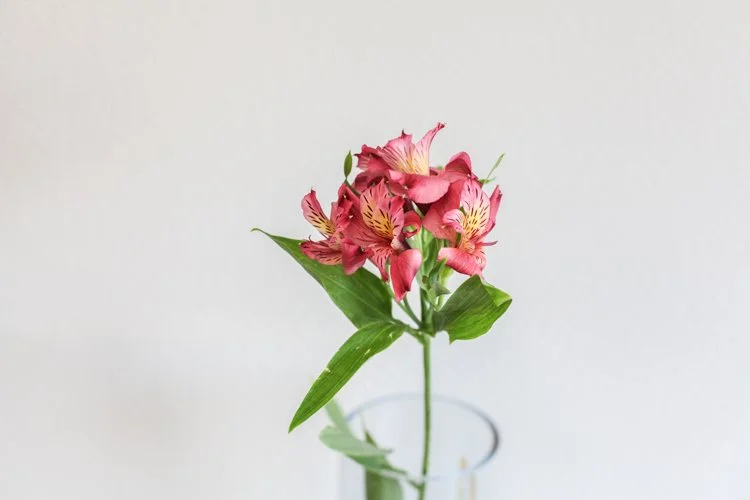 Alstroemeria