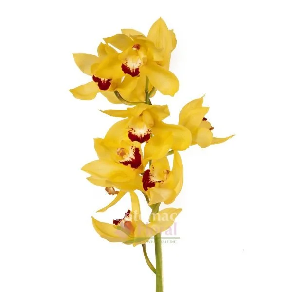Yellow Cymbidium Orchid