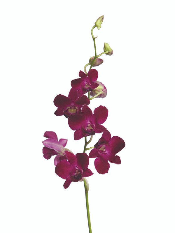 Red Bull Dendrobium Orchid
