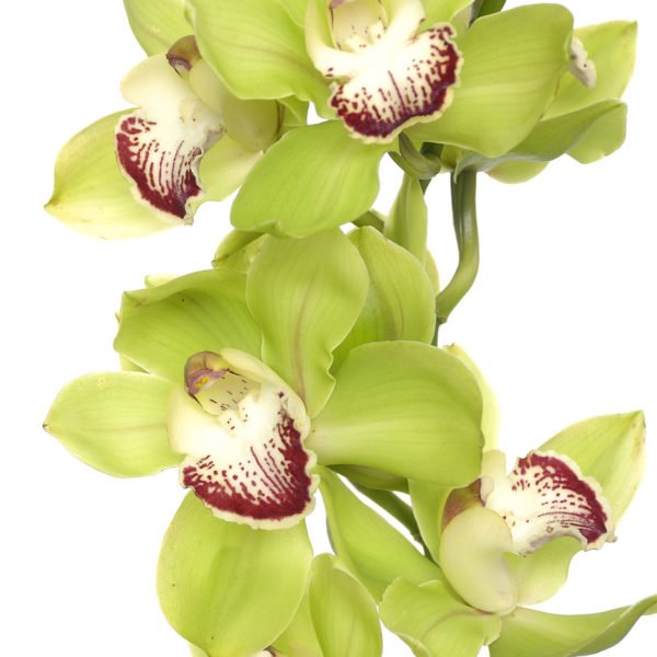 Green Dendrobium Orchid