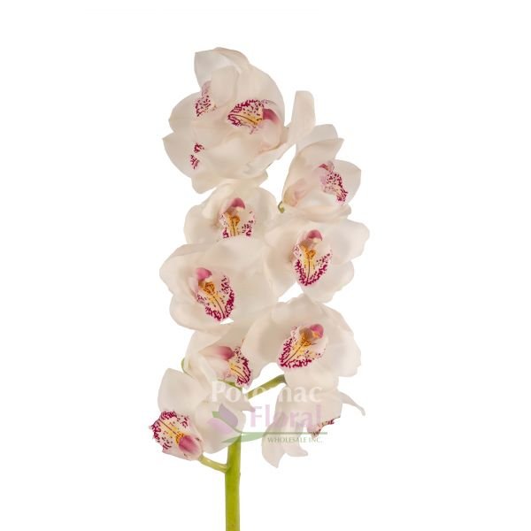 White Cymbidium Orchid