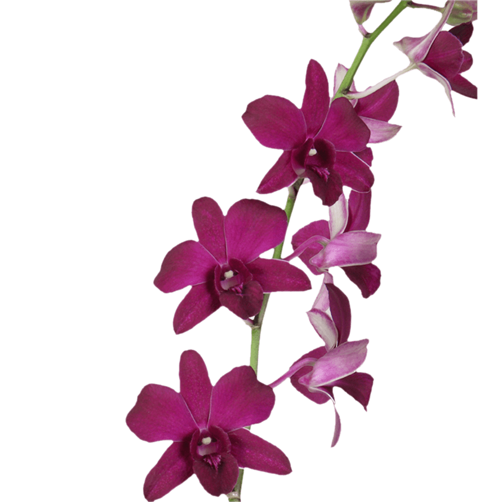 Purple Dendrobium Orchid