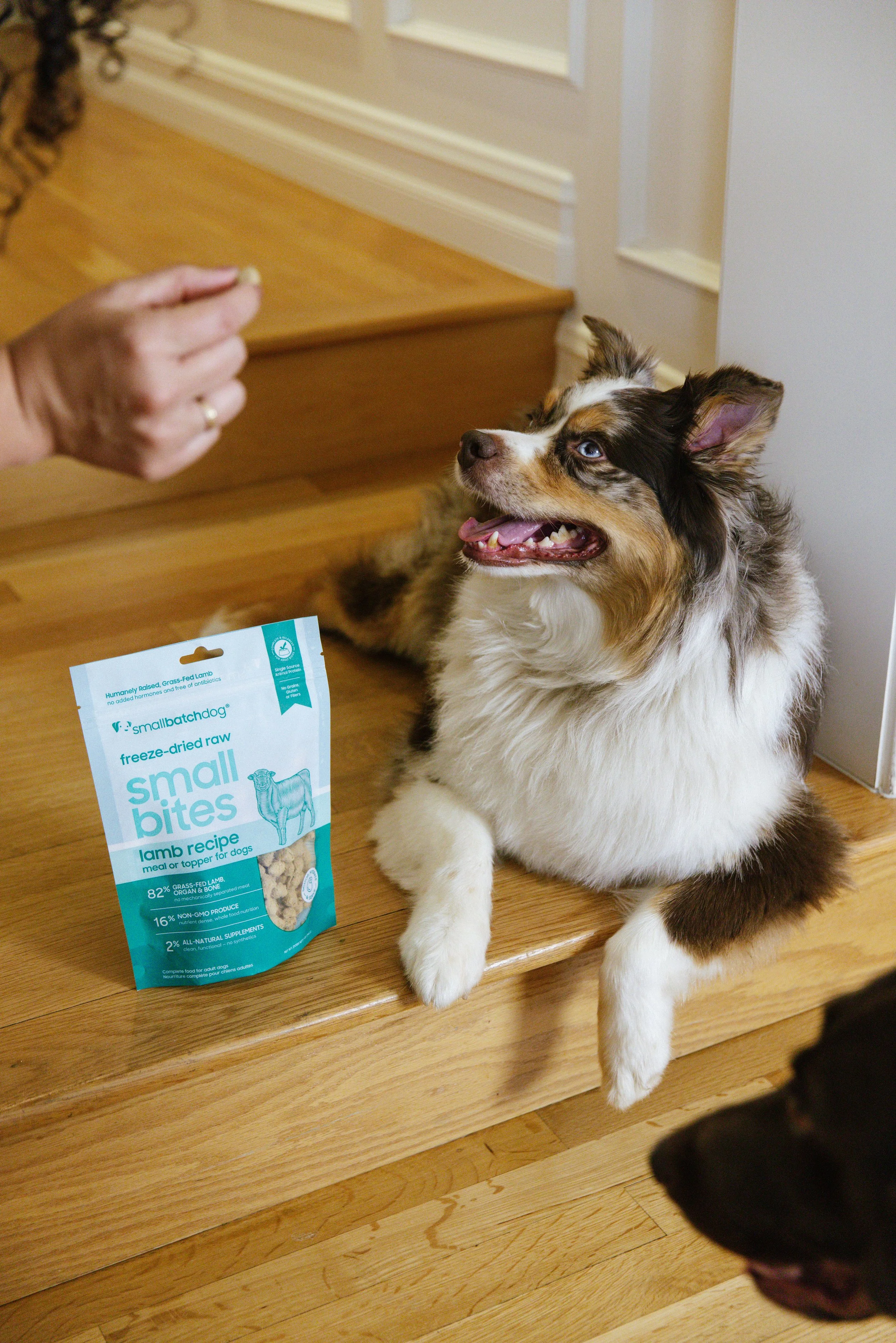 An Australian Shepherd dog sitting on a wooden step, looking at a person's hand, with a bag of small bites dog treats nearby.