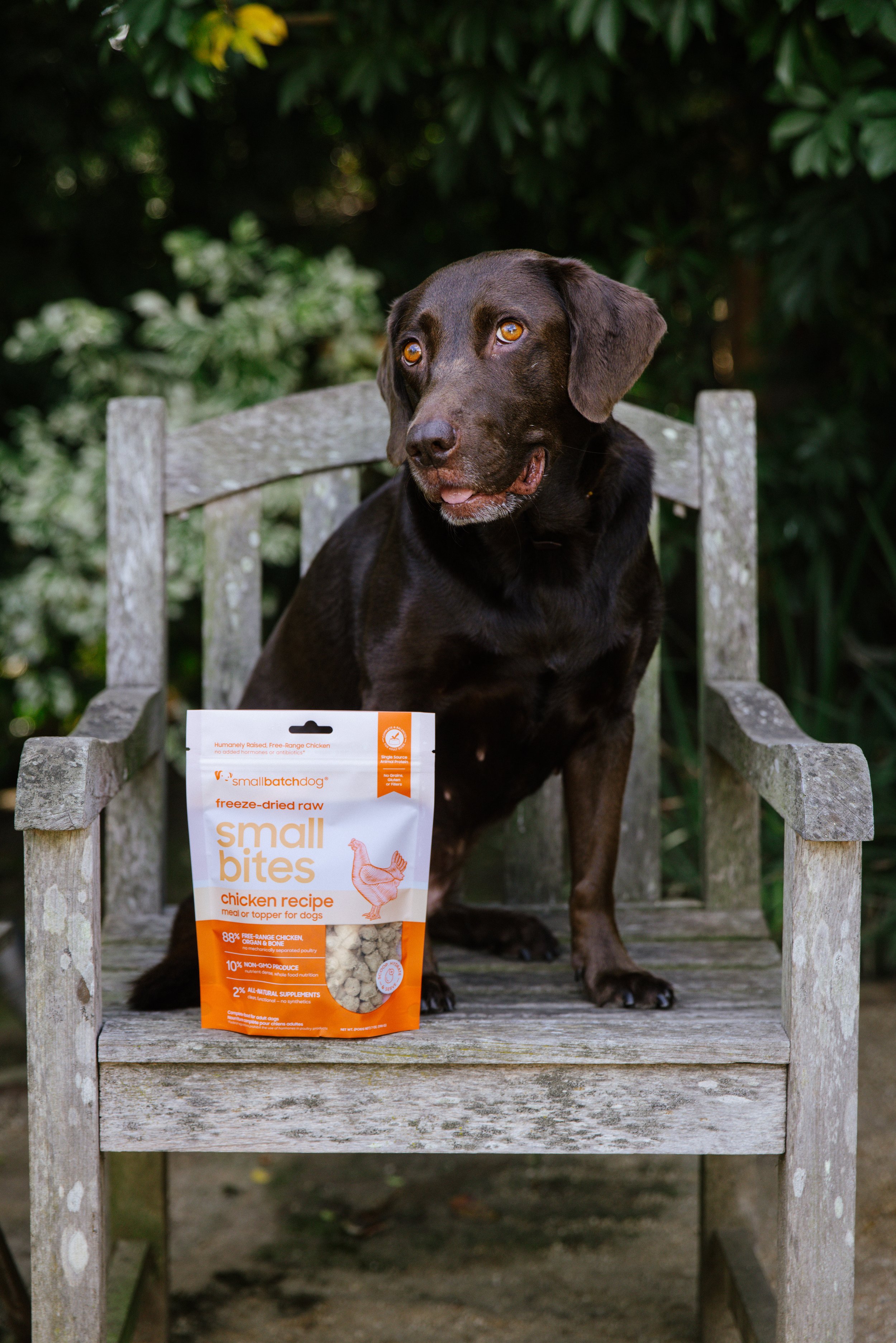 A black dog sitting on a weathered wooden chair outdoors with greenery in the background. On the chair is a bag of Small Bites chicken recipe dog treats.