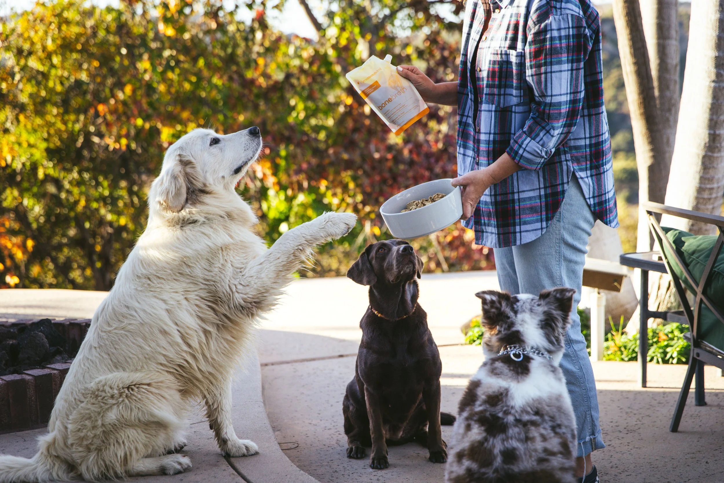 A woman in a plaid shirt feeding and giving treats to three dogs of different breeds outdoors on a sunny day, with trees in the background.