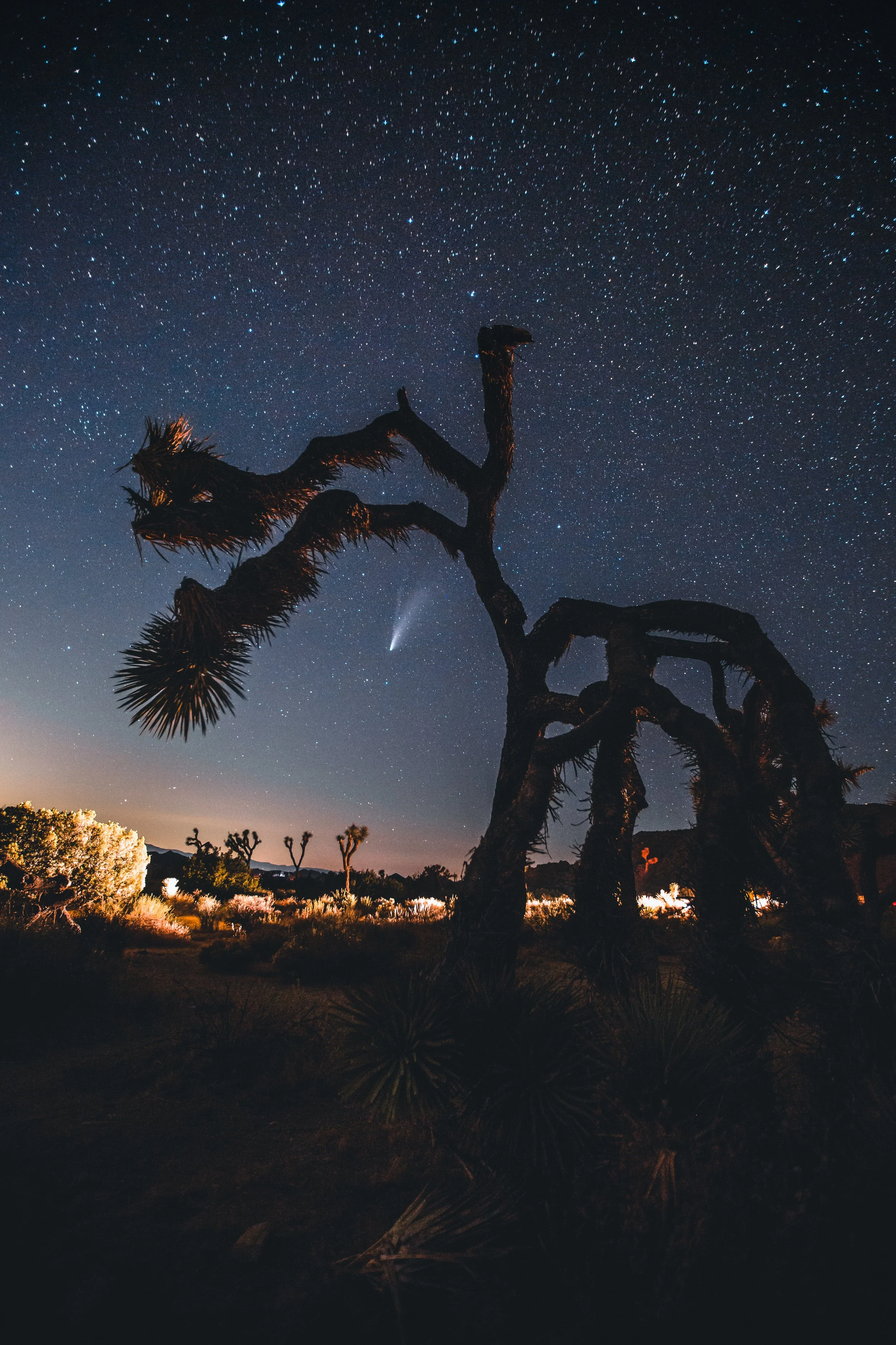 Night sky filled with stars, a comet visible near the horizon, and a silhouette of a Joshua tree in a desert landscape.