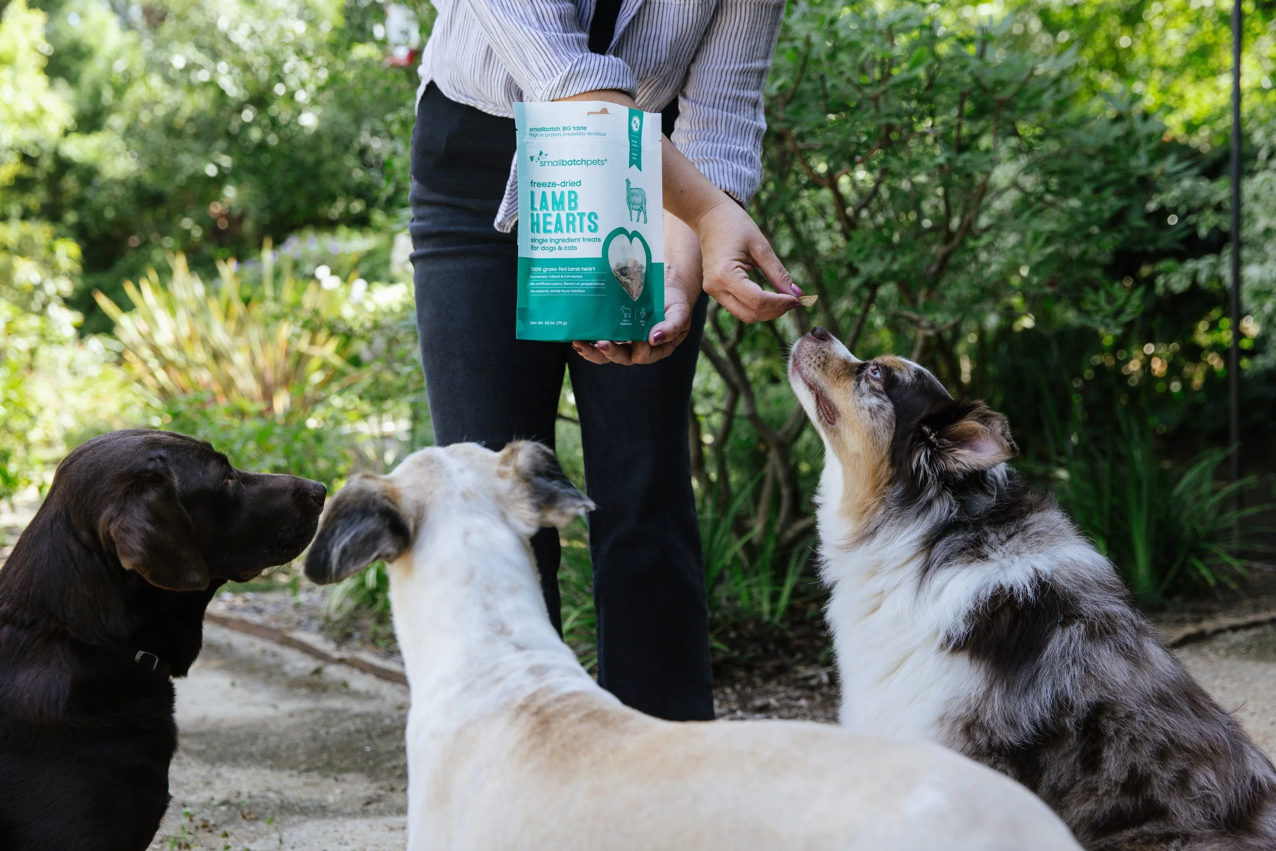 Person holding a bag of small batch frozen lamb heart treats for dogs and cats, with three dogs sitting attentively in front of them outdoors.