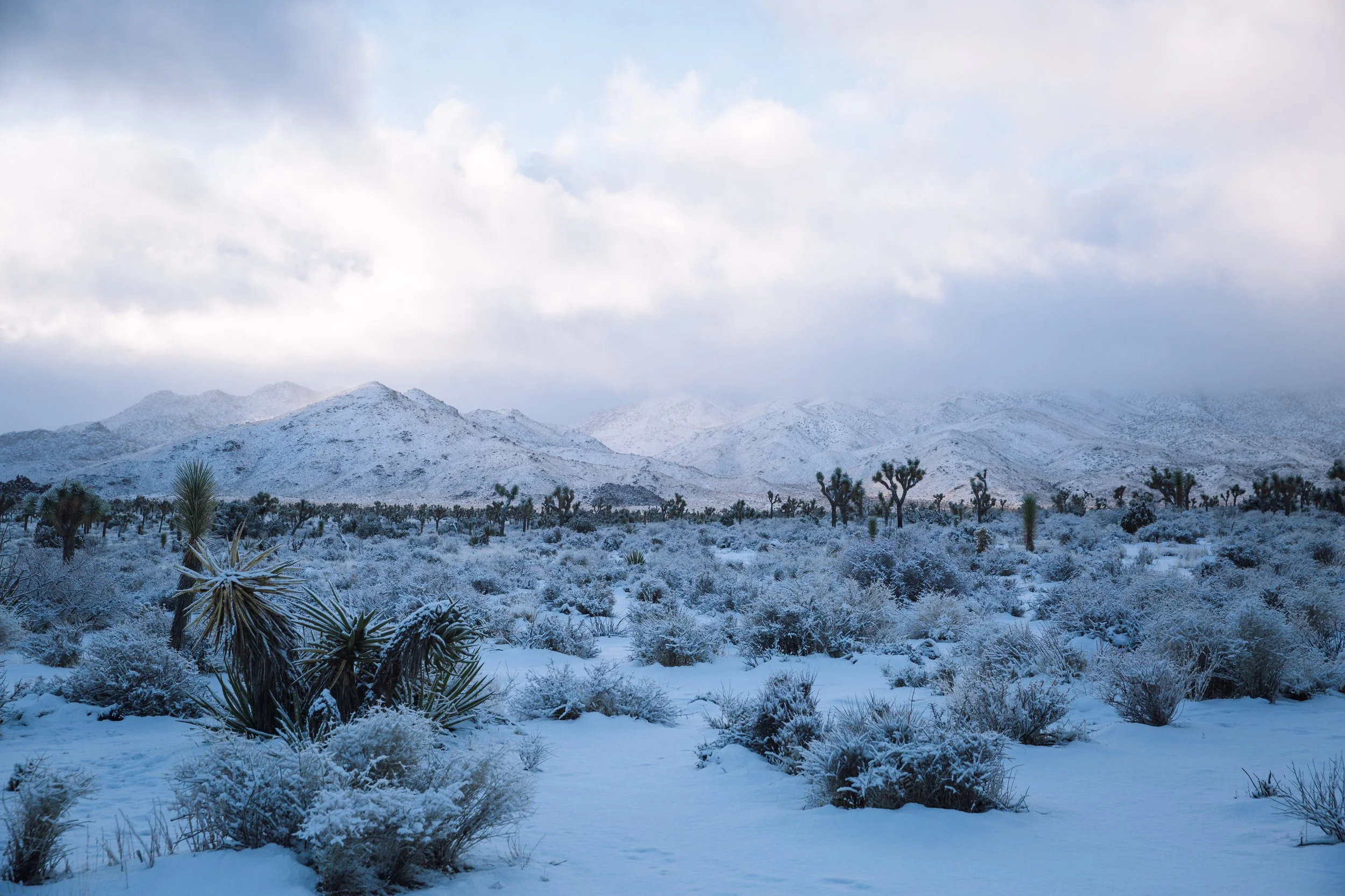 Snow-covered desert landscape with mountains in the background and Joshua trees scattered throughout.
