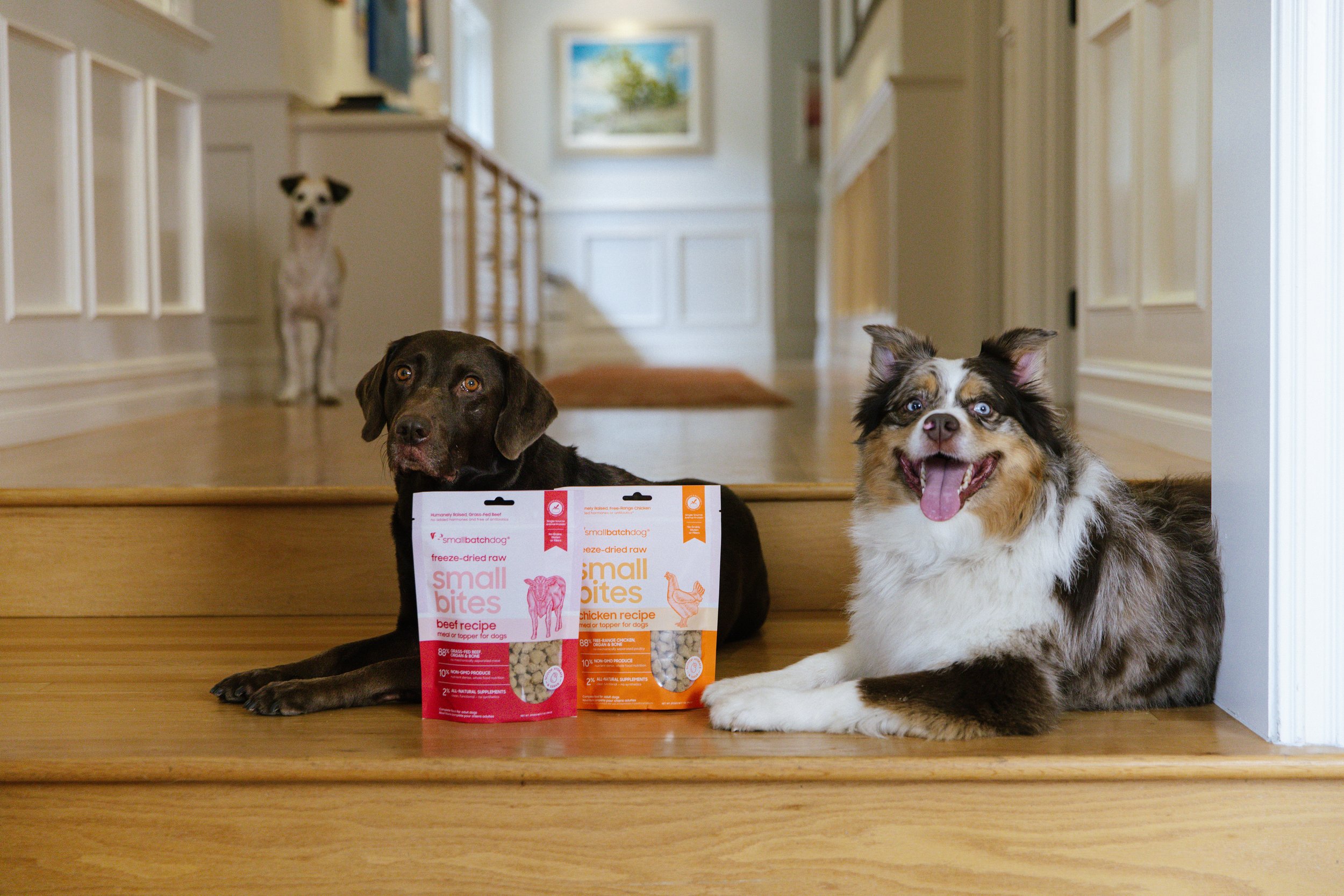 Three dogs on a wooden staircase in a home, with two packages of small bites dog treats in front of the two dogs lying down, and a third dog standing in the background in a hallway with paintings on the wall.