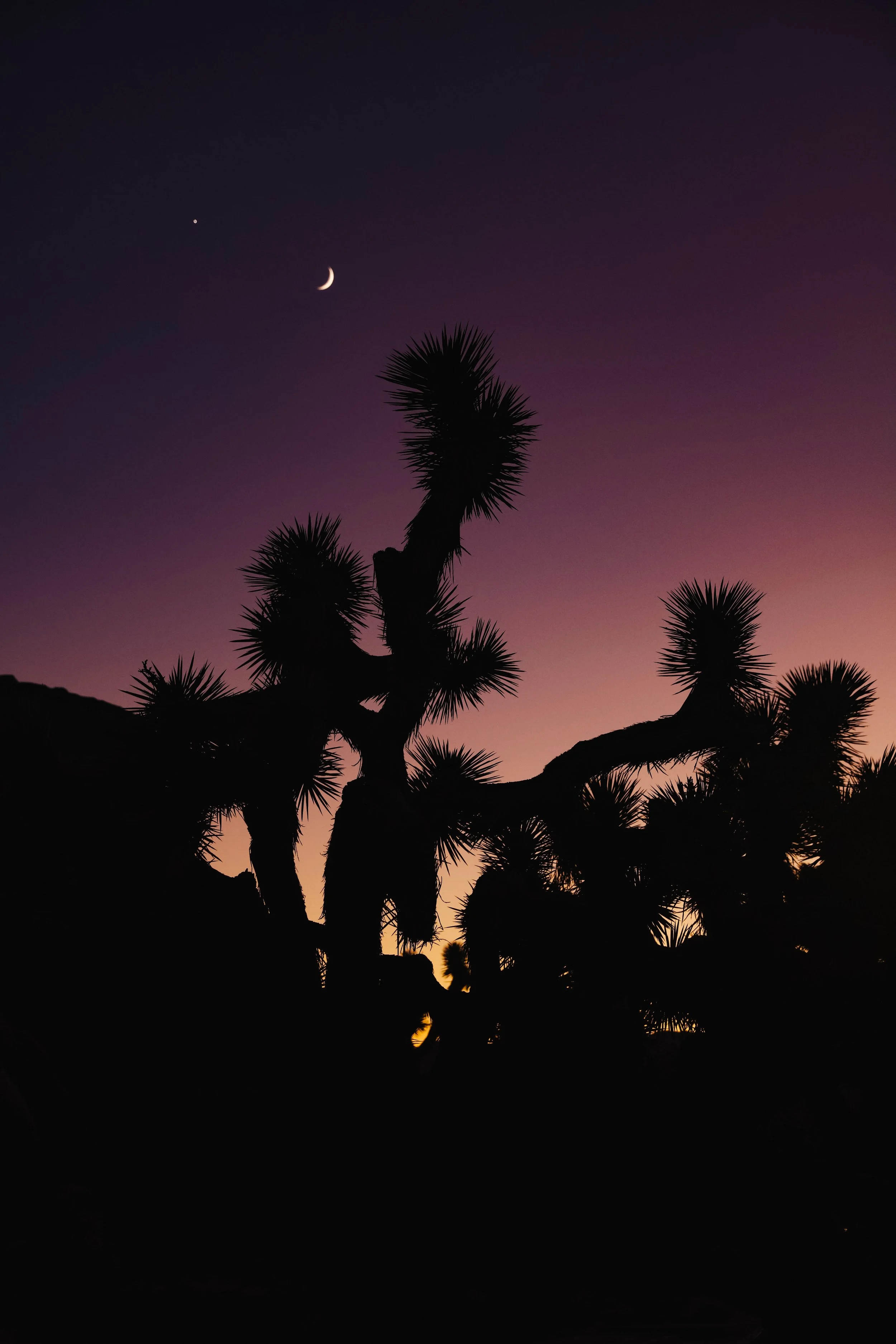 Silhouetted desert plants against a twilight sky with a crescent moon and a bright planet.