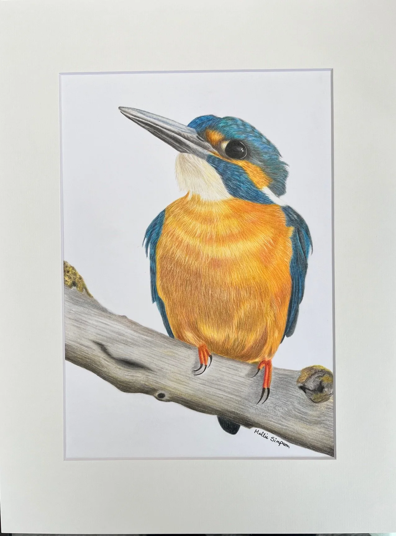 kingfisher.jpg