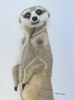 meerkat.jpeg