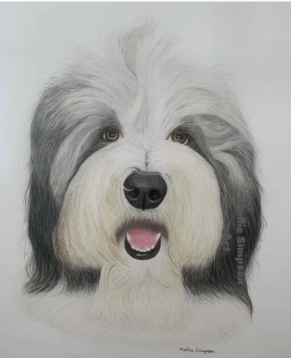 bearded collie.jpeg