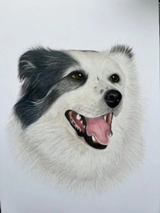 bordercollie3.jpg