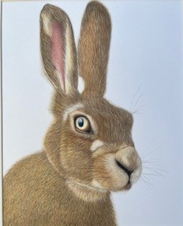hare.jpeg