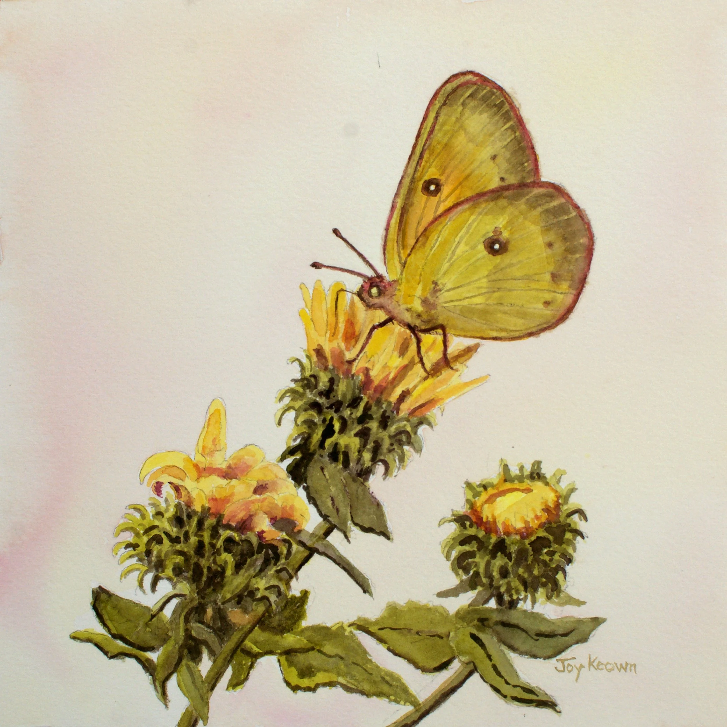 Orange Sulfur & Curlycup Gumweed, 8x8", 2024, by Joy Keown
