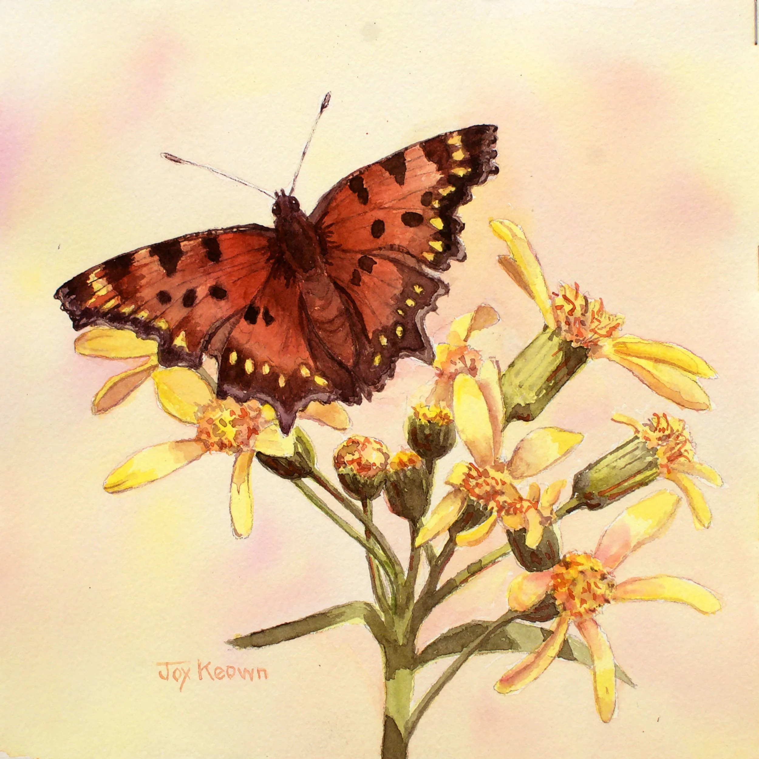 Hoary Comma & Groundsel, 8x8", 2024, by Joy Keown