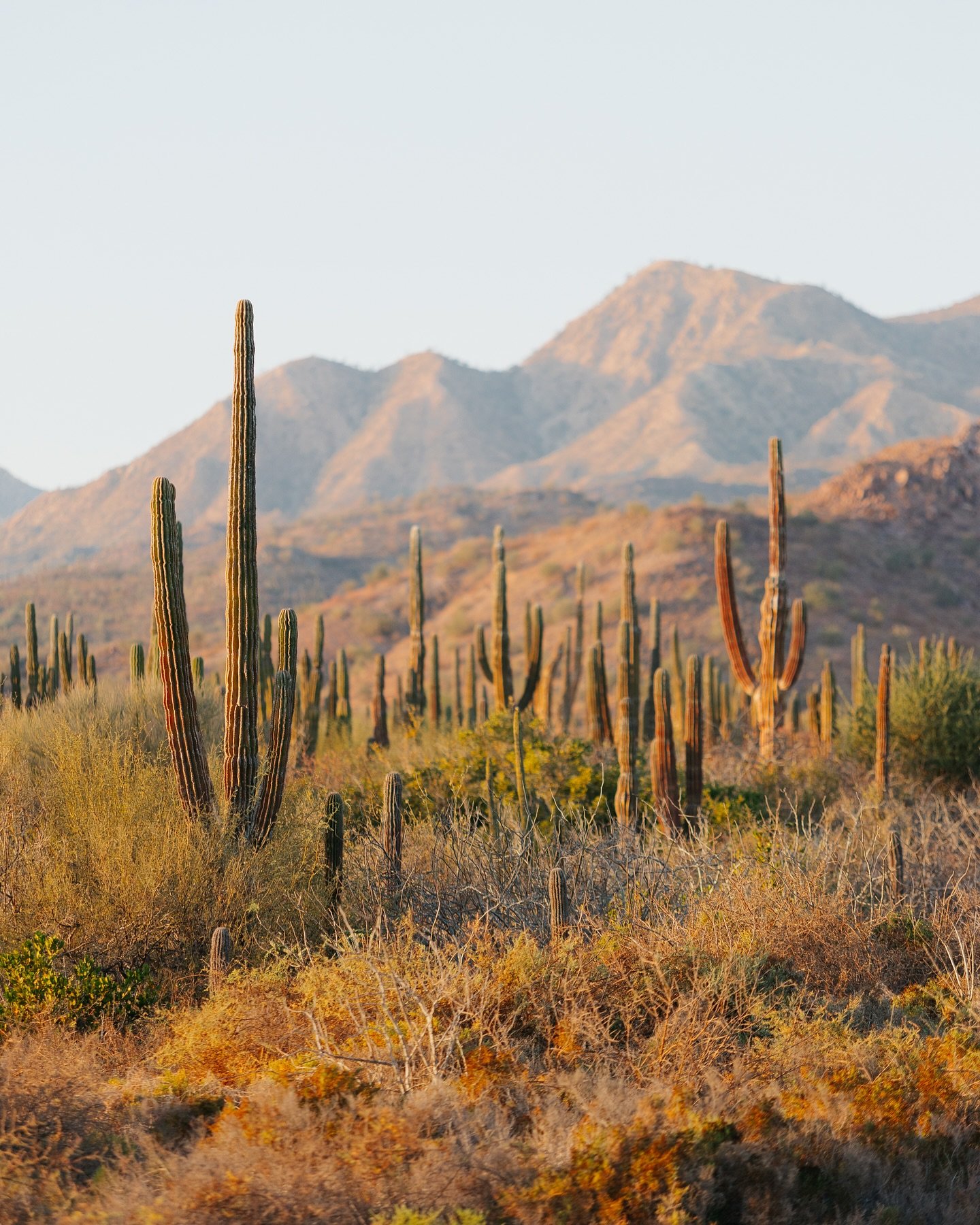 Postcards from the Sea of Cortez: where desert landscapes meet the sea, and cactus-studded horizons stretch beneath the sunsets that paint the mountains in hues of gold. Our sailboat drifts through these quiet corners, with birds soaring above and th