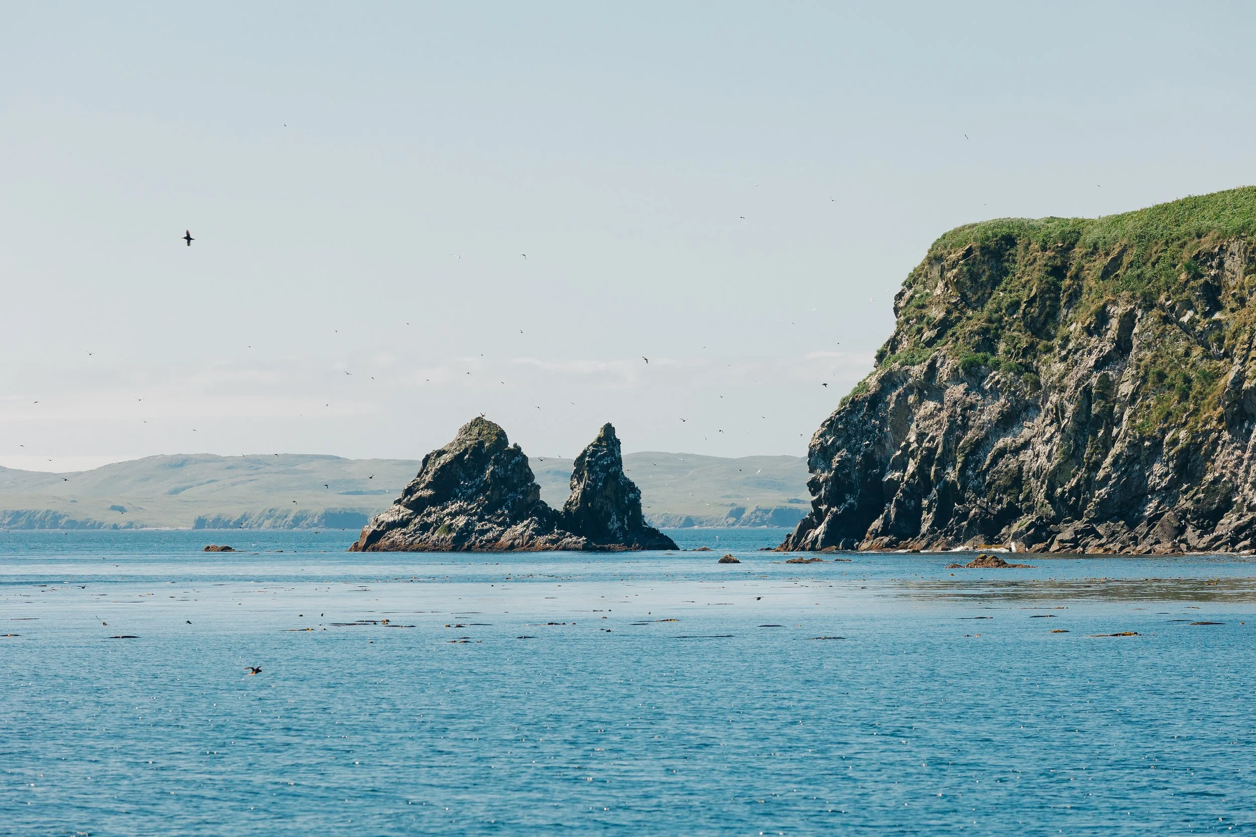 Flat Island Puffin Colony, Kodiak Island, Alaska
