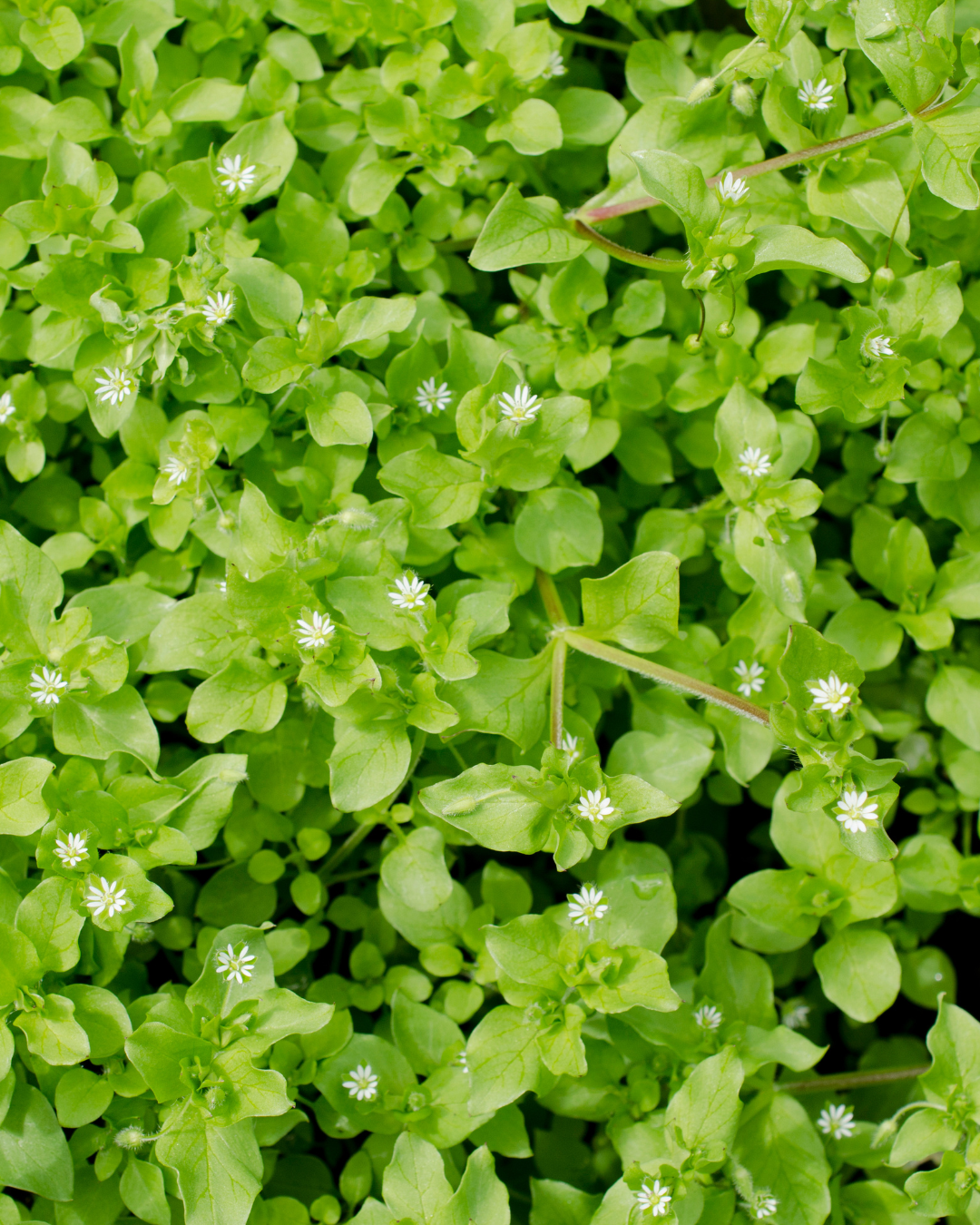 chickweed.png