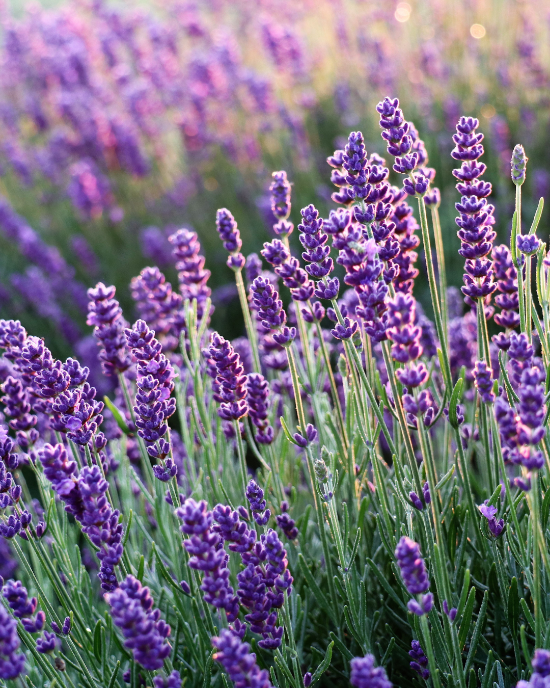 lavender.png