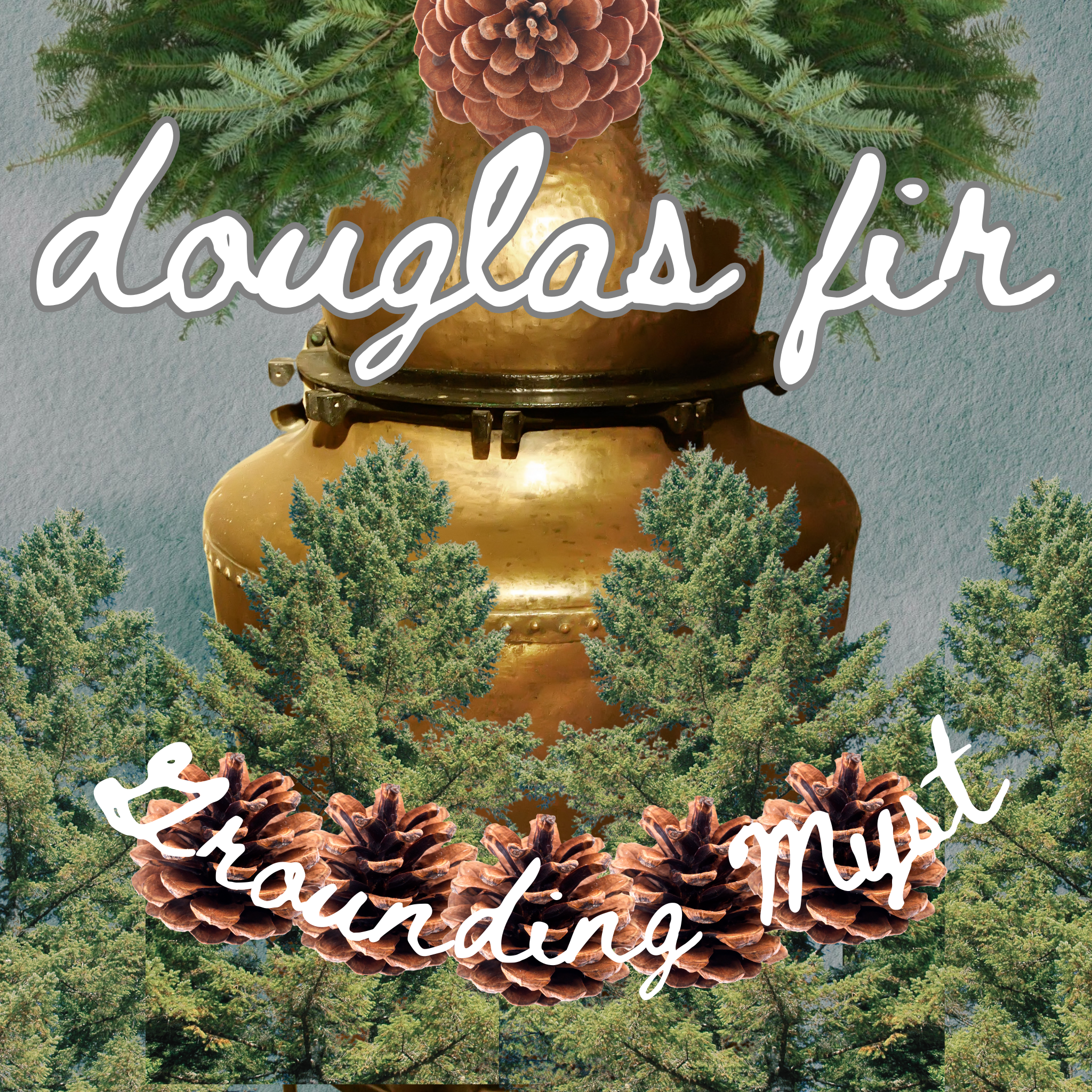 douglas fir_website_image_updt.png