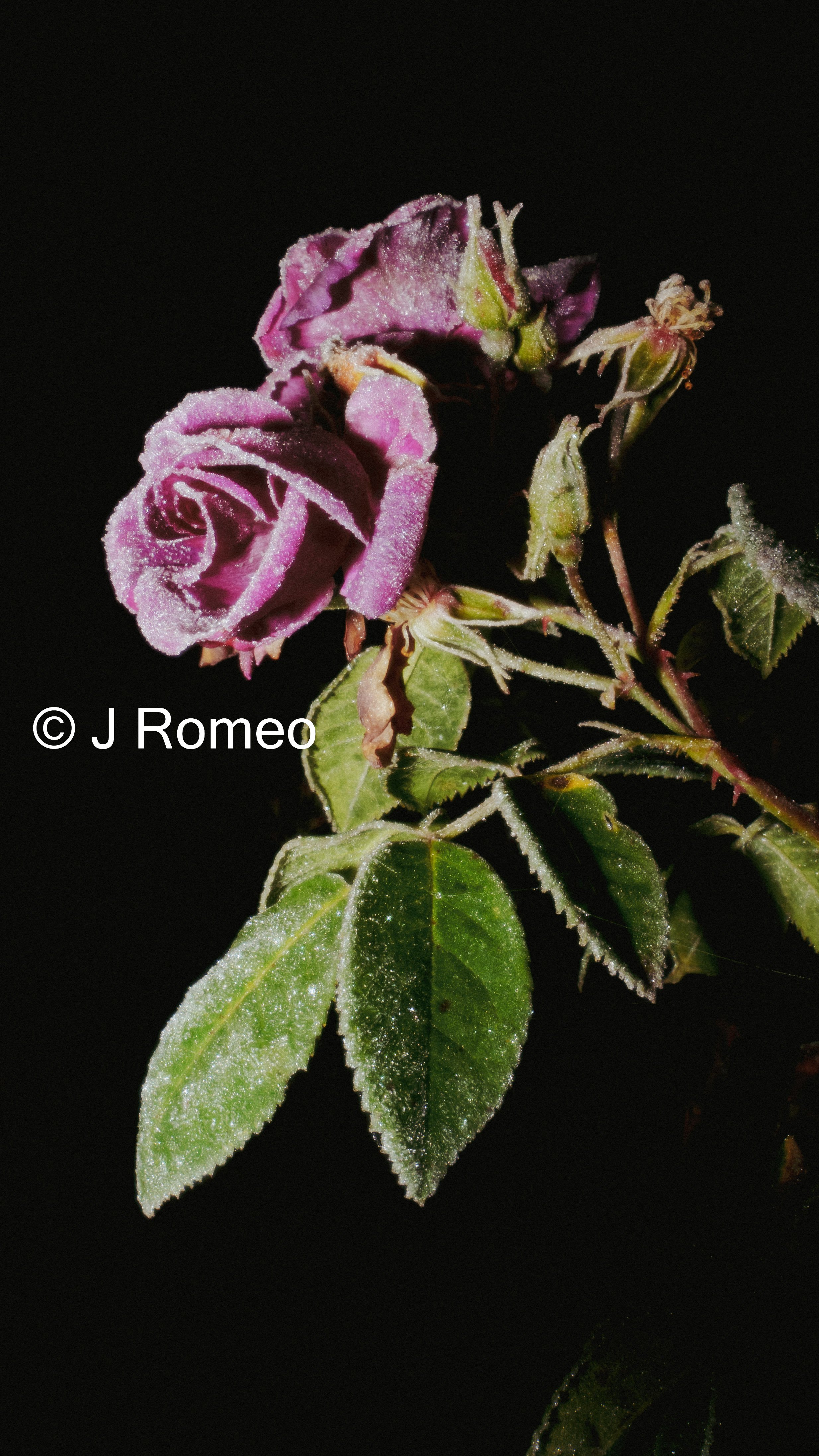 DSC03200-2.jpg