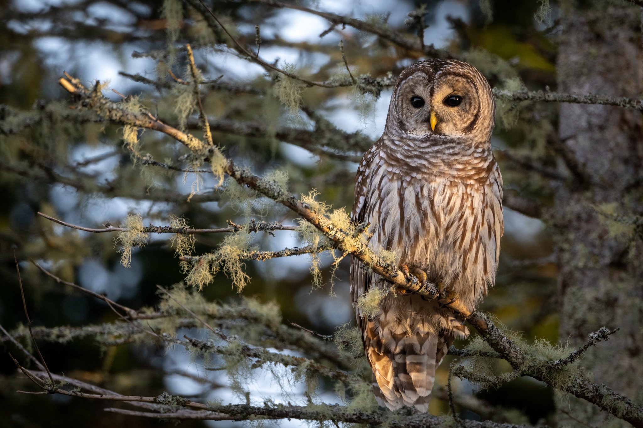 One of many Barred Owls hunting on the roadside in Yarmouth County during the winter months.
