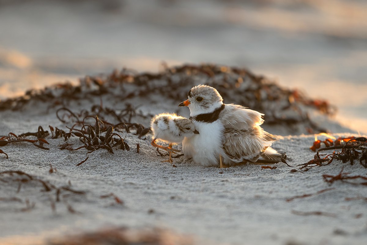 An Endangered Piping Plover and chick share a tender moment at Cherry Hill Beach.